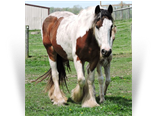 MHR's Tamira ~RIP~
